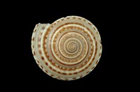 藏品(黑線車輪螺)的圖片